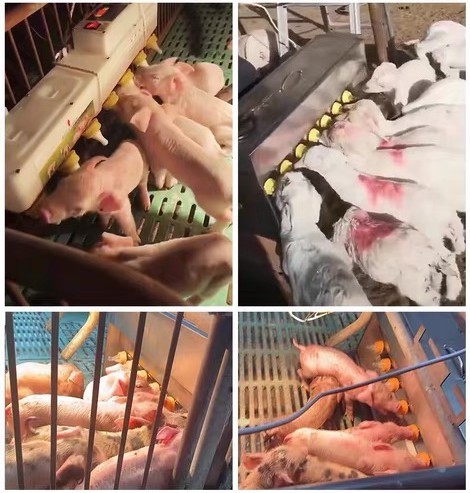 Stainless Steel Livestock Automatic Feeder For Feeding Milk Water Medicine