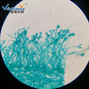 Quality Professional Reliable Prepared Microscope Slides Botany Slides 30pcs wholesale