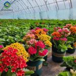 Low Maintenance Commercial Glass Greenhouse With Adjustable Roof Vents