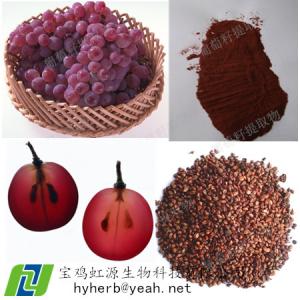 Quality Best Grape Seed Extract OPC 95% wholesale