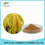 Barley Malt Extract Powder Hordenine 98%