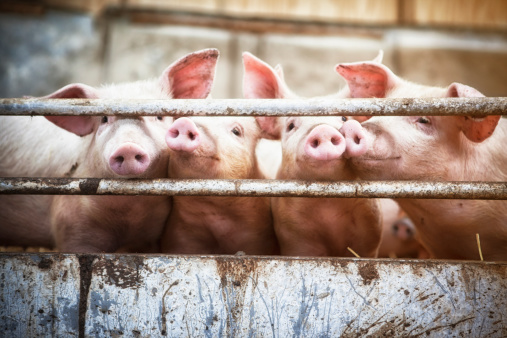 609-386-0 EINECS No. MCP Calcium Hydrogen Phosphate A Must-Have for Aquaculture Animals