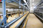 H Type 4 Tier Chicken Cage Automatic Poultry Battery Cages Poultry Equipment