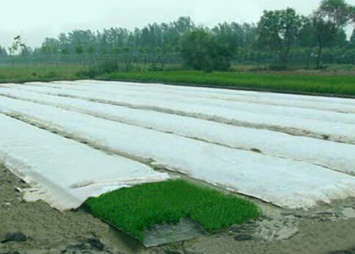 PP Spunbond Garden Weed Control Fabric Black 70gsm Waterproof Plain Style