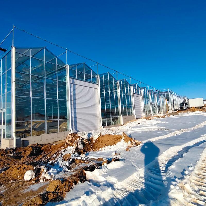 Multi-Span Tunnel Vegetable Production Greenhouse