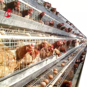 Quality A Type Layer Battery Cage System In 5000 Laying Eggs Chicken Farm Mia wholesale