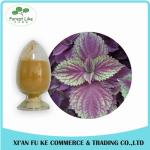 Food Grade Chinese Traditional Herbal Perilla Frutescens Leaf Extract