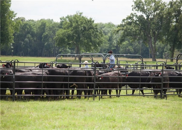 Horse Or Sheep Stockyard Corral Fence Panels / 1.6m Height Galvanized Cattle Panels