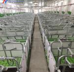 304 Stainless Steel Farrowing Crates , Farrowing Pens For Pigs