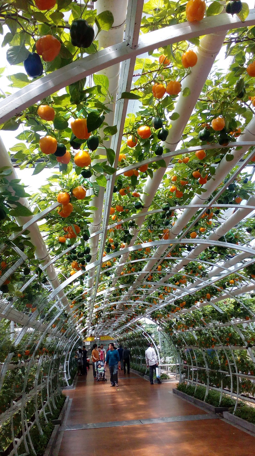 Grow Your Own Strawberries at Home with this Hydroponic Growing System Easy to Install