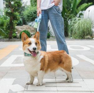 Quality Retractable Pet Traction Rope Leash Stretch 3M Dog Leash For Walking wholesale