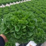 Large Scale Farming Greenhouse Multi Span Hydroponic Growing System at