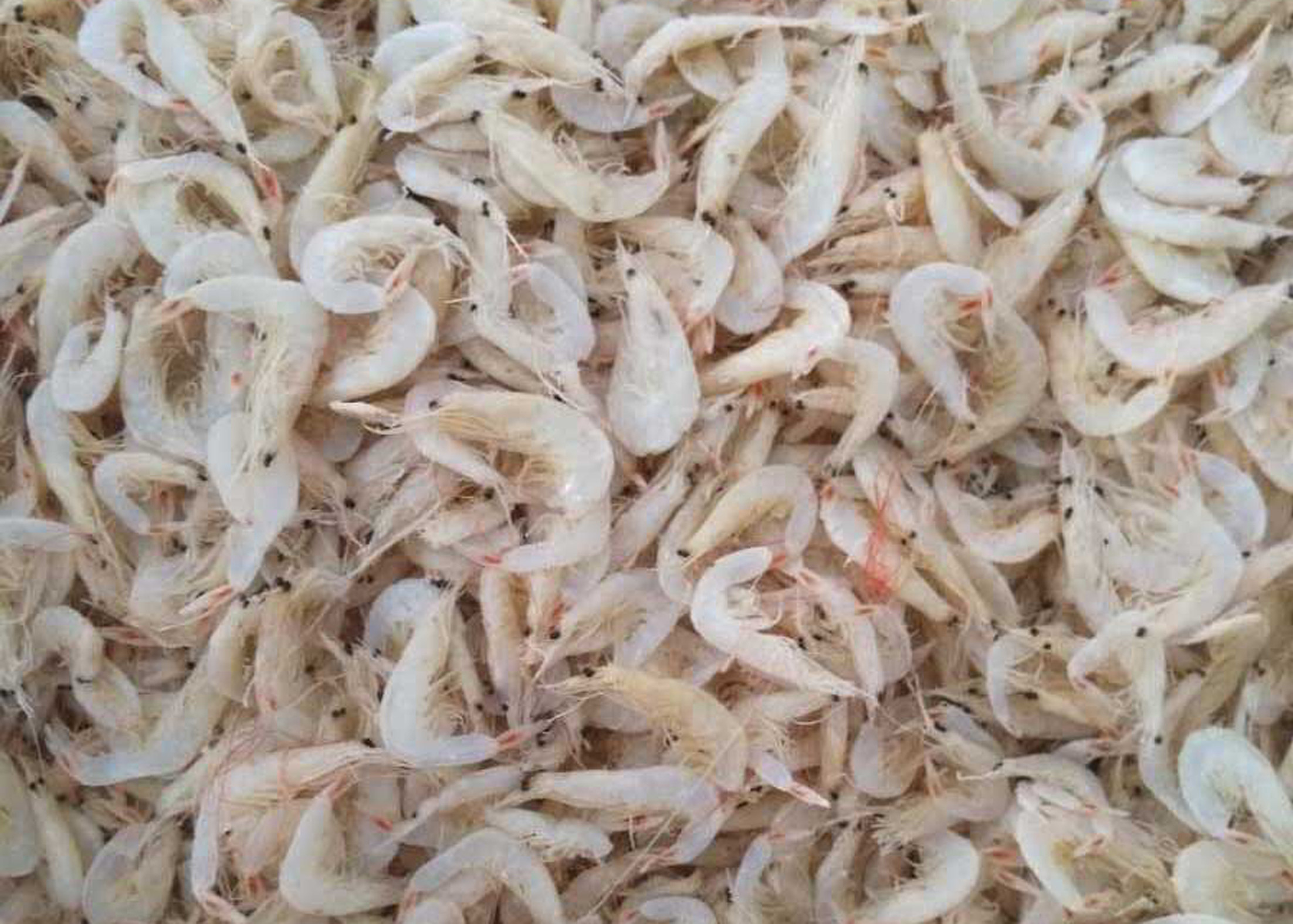 Hons One Chute CCD color sorter machine Mini sorting machine Shrimp Separater
