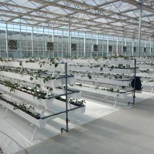 Quality 9.6m 10.8m 12m span venlo prefab glass greenhouse indoor for vegetable hydroponic wholesale