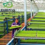 Multispan Hydroponics Plastic Film Agricultural Greenhouse for Commercial Farm