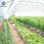 0.20mm Cucumber Plant Pe Film Single Tunnel Greenhouse