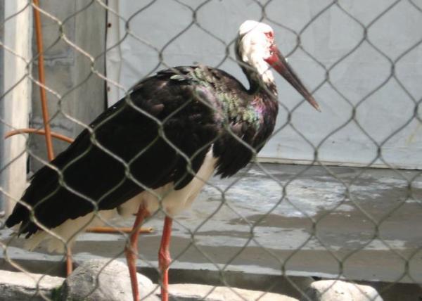 SS 304 / 316 Animal Enclosure Netting Rust Protection Acid / Alkalinity