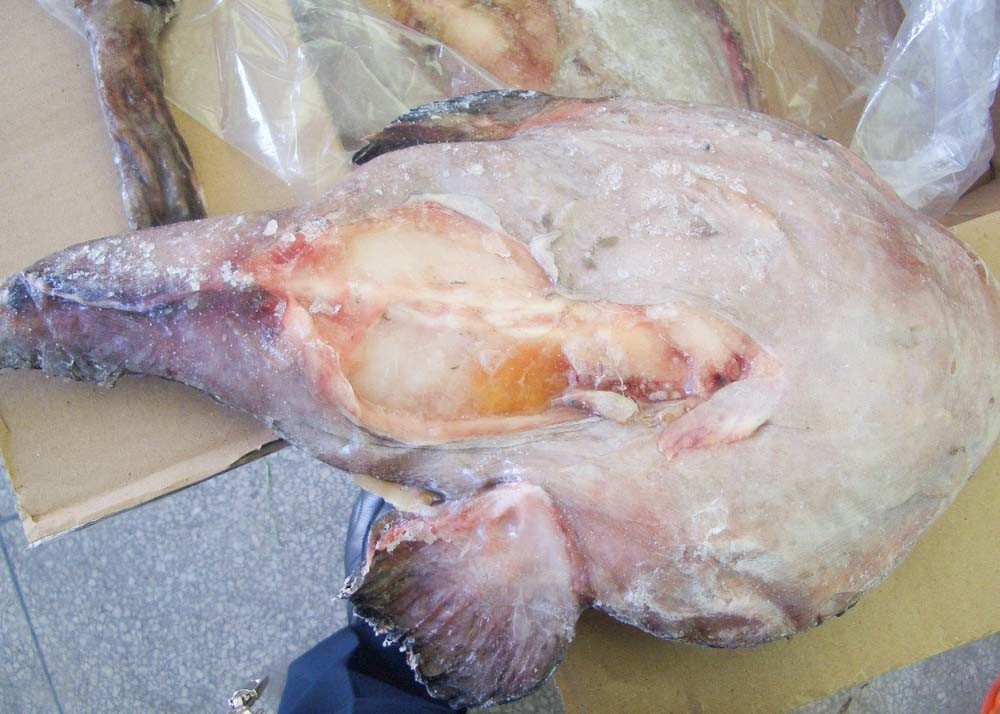 Iqf Freezing Seared Monkfish 10 Kg Net Weight 24 Months Shelf Time