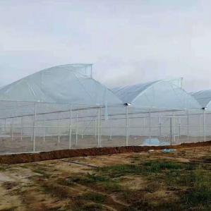 Quality 40 Mesh Insect Net Covered Multi Span Sawtooth Type Greenhouse For Rose In Tropical Area wholesale