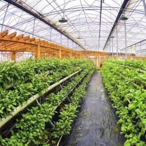 Quality Multi Span Po Film Greenhouse in High Demand Package Size 50.00cm * 60.00cm * 50.00cm wholesale