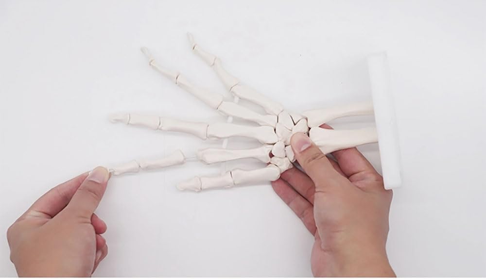 Human Life Size Finger Bone Flexible for Medical Demonstration Study Education with Base Skeleton Hand Joint Model