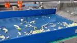 Stainless Steel Industrial Fruit and Vegetable Washing Machine