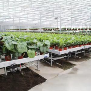 Quality Soilless Culture Greenhouse Indoor Custom Ebb Grow Table Rolling Bench For Seed wholesale
