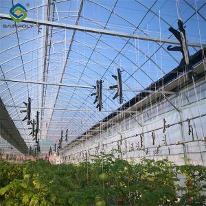 Quality Single Span Tomato Greenhouse Hydroponics Growing Large Glass Green Houses wholesale