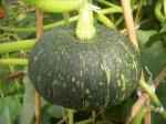Individually Quick Frozen Peeled Sweet Pumpkin Dices