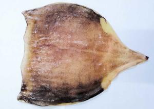 Quality Fresh Semi Dried Squid / Seasoned Squid Body 45% - 55% Moisture wholesale