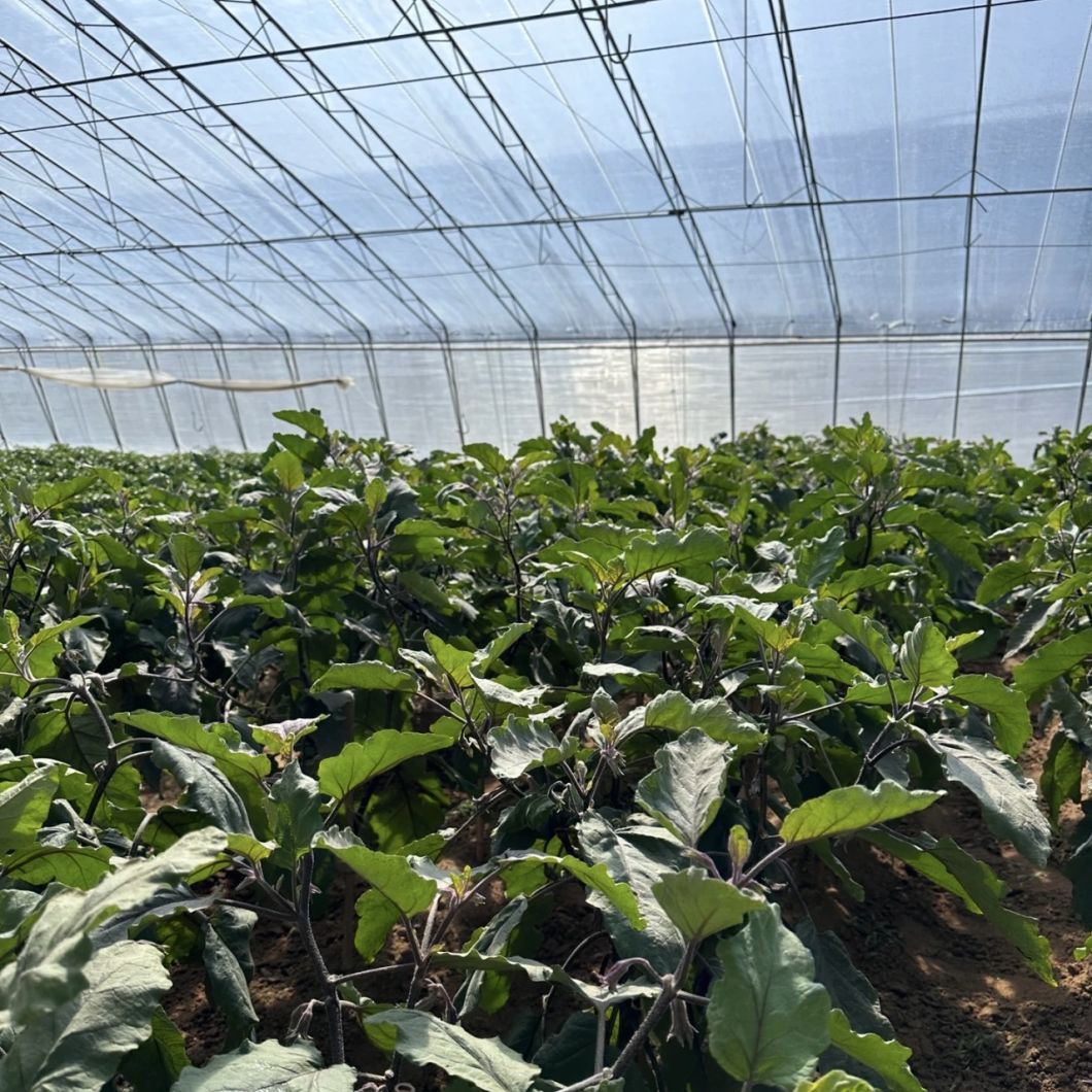 Sunlight Greenhouse Flower Planting Drip Irrigation