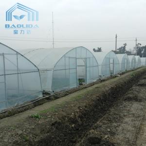 Quality Plastic Tunnel Single Span Greenhouse Agricultural For Strawberry wholesale
