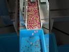 Vacuum Gravity Grading Machine For Dried Roses Flower