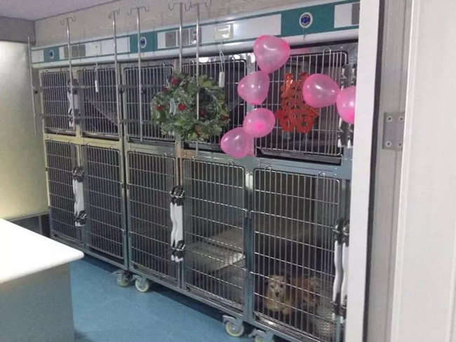 Combination Stainless Steel Animal Cages 2400 * 700 * 2140mm for Veterinary Clinic
