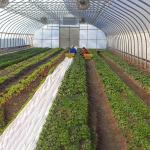 Single Span High Tunnel Greenhouse Single Layer Film For Tomatoes Agricultural