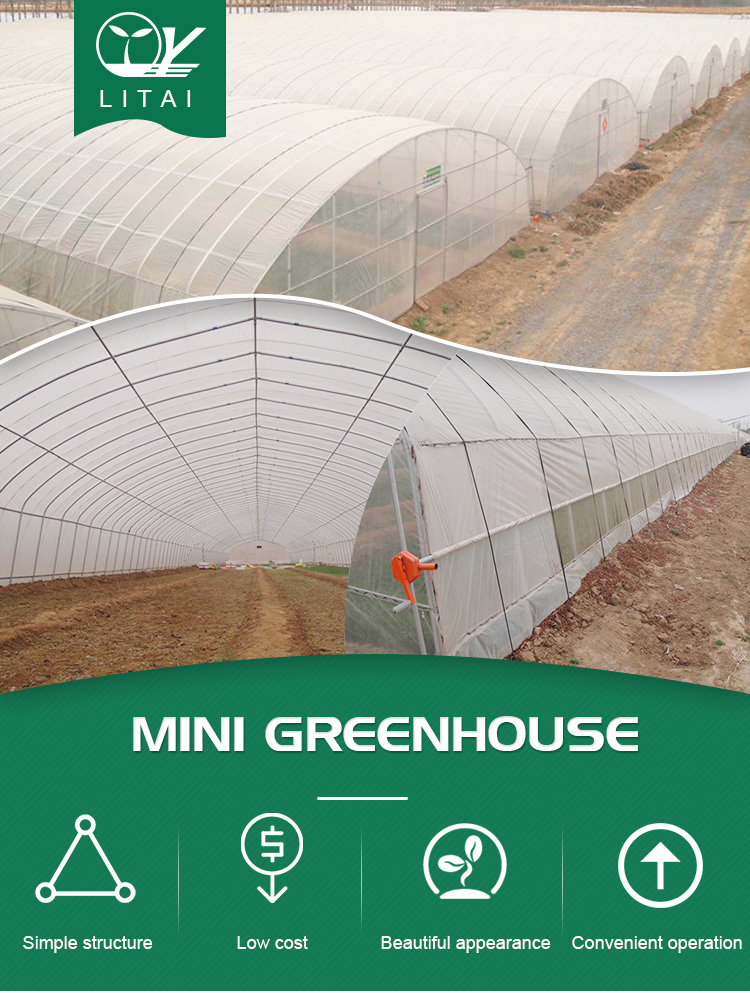Support Occasion Selection Small Tomato Hydroponic Greenhouse with Designable Length