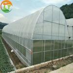 Small Single-Span Agricultural Greenhouses The Perfect Fit for Backyard Planting