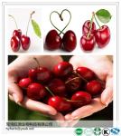 Cherry Extract powder