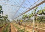 Multipurpose Plastic Cover Greenhouse For Vegetable Tomato Strawberry Pepper