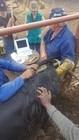 China USB Canine Bovine Veterinary Portable Ultrasound Machine 3.5Mhz Convex Array Probe on sale