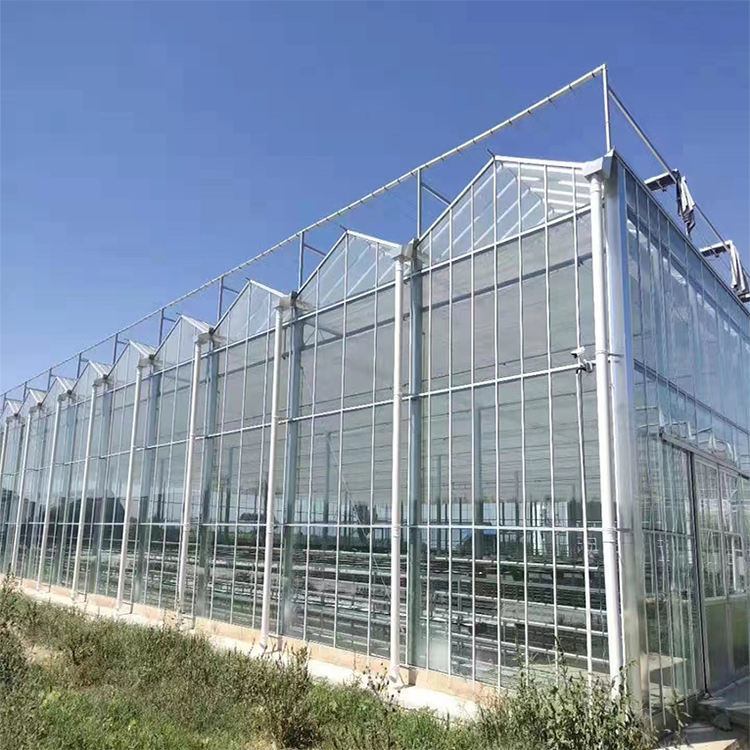 Multi-span Industrial Polycarbonate PC Sheet Tomato Fruit Hydroponic Greenhouse
