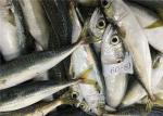 Whole Round 60g 80g Delicious Sea Fresh Frozen Mackerel