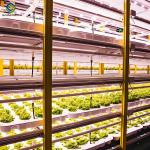 Lettuce Vegetable Growing Smart Greenhouse Farming Greenhouse With Steel Frame