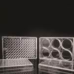6 Well TC PCR Laboratory EDGE Cell Plates