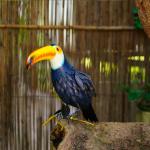 Toucan Metal Garden Ornaments Vivid Iron Garden Decoration Handmade