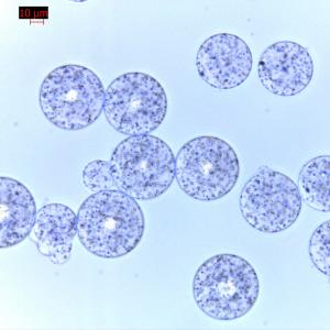 Quality Agrose Protein G Magnetic Beads For Protein Purification 30 μm 500 mL wholesale