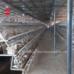 Galvanized A Type Chicken Farming Cage System 20 Years Lifespan Doris
