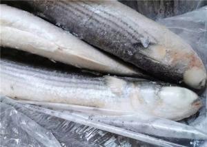 Quality 1000g 1500g Seafood BQF Freezing Grey Mullet Fish wholesale