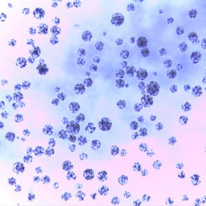 Quality 5 mL Magnetic Agarose Beads For Protein Purification 30 - 150 μm 20% Volume Ratio wholesale