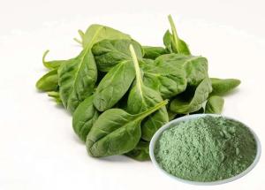 Quality Healthy Food Spinach Extract Powder Smooth Texture With Anti Aging wholesale